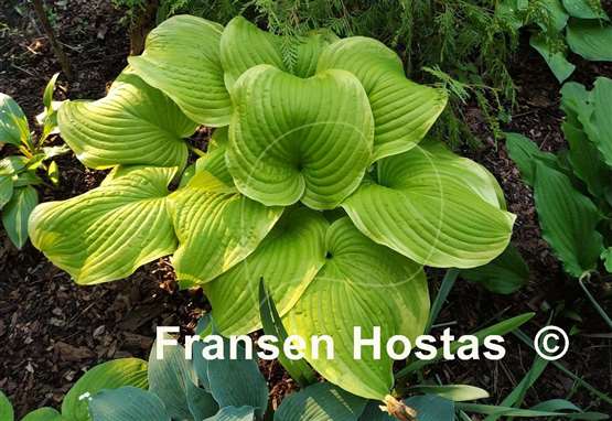 Hosta Fiesta